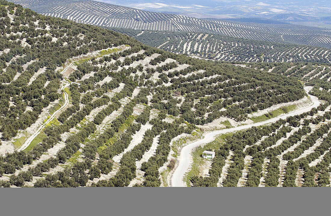 Olivenhain. Provinz Jaén. Spanien