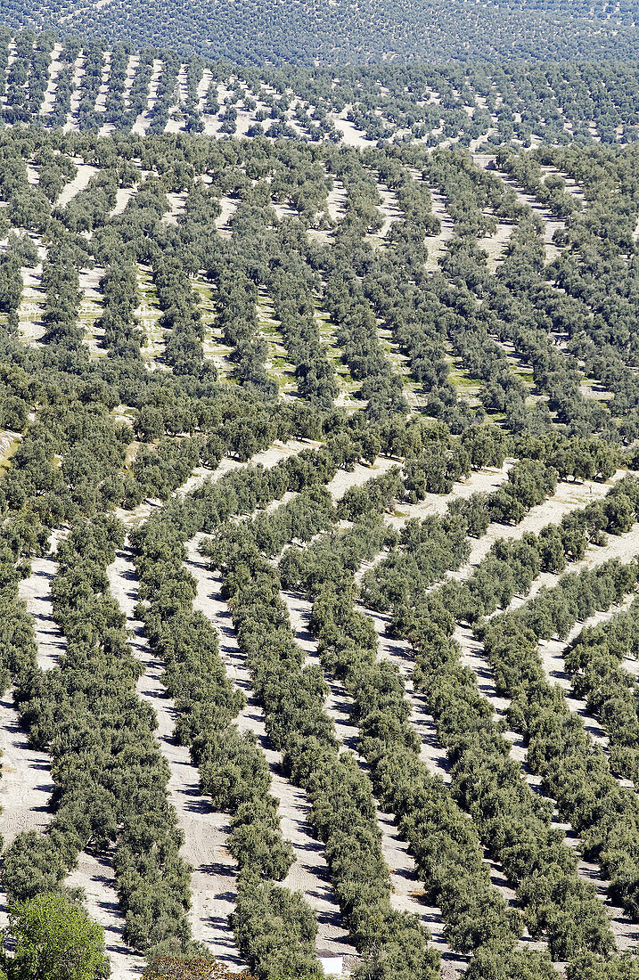 Olivenhain. Provinz Jaén. Spanien