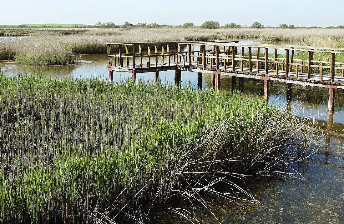 Tablas de Daimiel National Park. Ciudad Real province. Spain