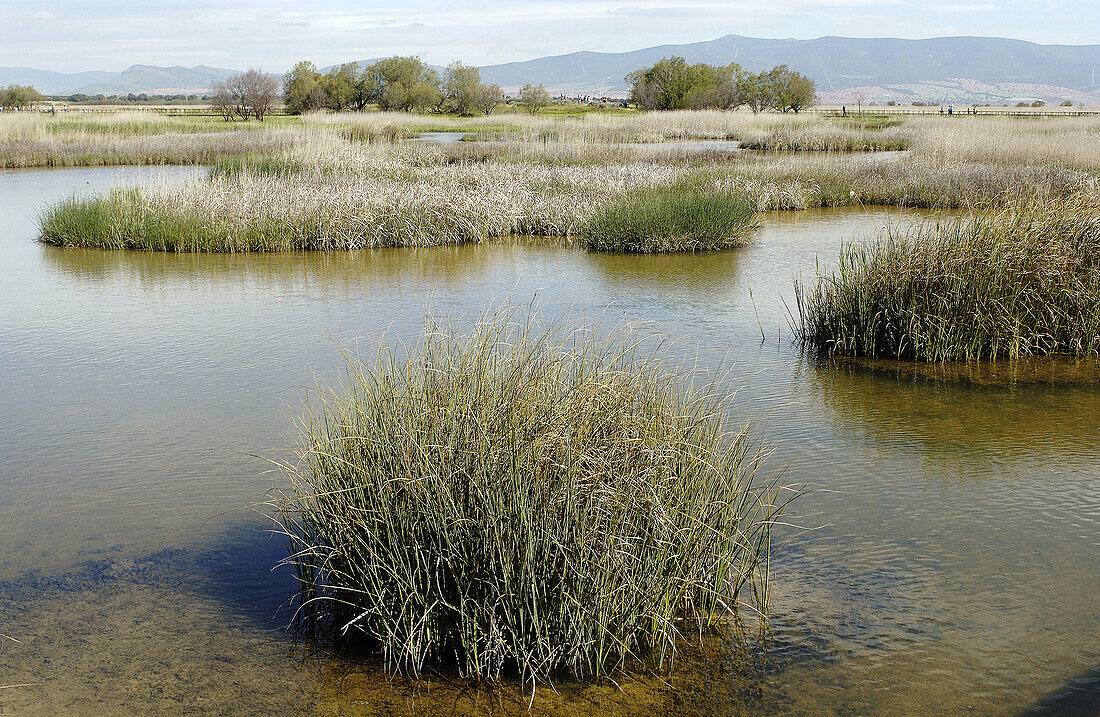 Nationalpark Tablas de Daimiel. Provinz Ciudad Real. Spanien