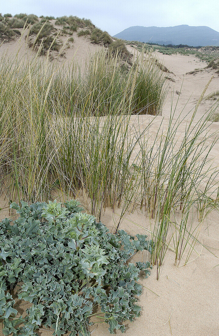 Eryngium maritimu. Dunas de Liencres Natural Park. Cantabria. Spain