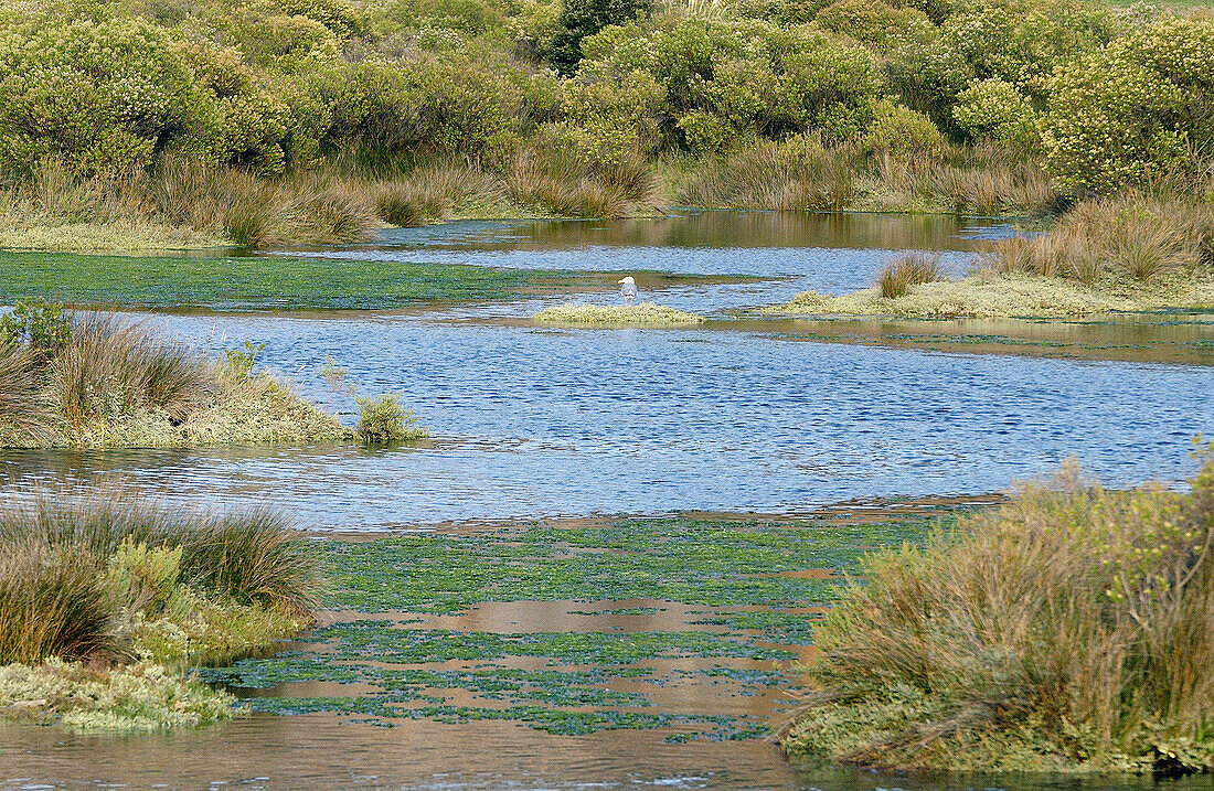 Reserva Natural de las Marismas de Santoña (Naturreservat der Meere von Santoña). Kantabrien