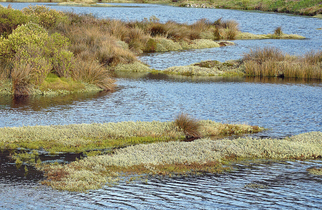 Reserva Natural de las Marismas de Santoña. Kantabrien, Spanien