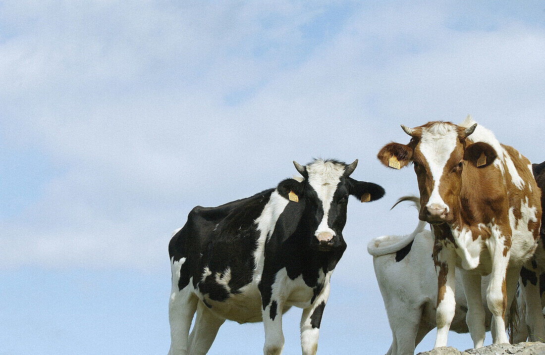 Cattle. San Vicente de la Barquera. Cantabria. Spain