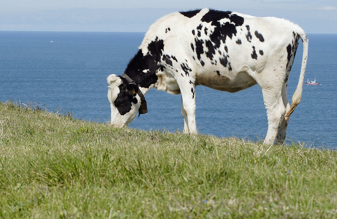 Cattle. San Vicente de la Barquera. Cantabria. Spain