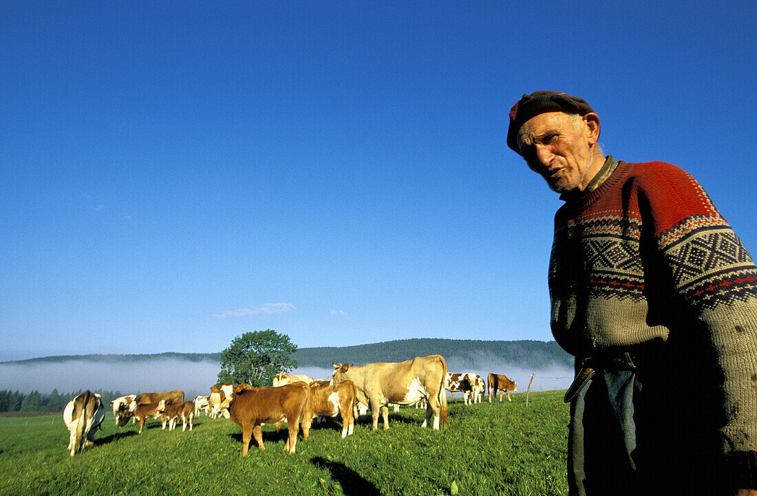 Mr Grandchavin and his Montbéliarde cows and calves. Near Malbuisson by Lake Saint-Point. Doubs. Franche-Comte. France