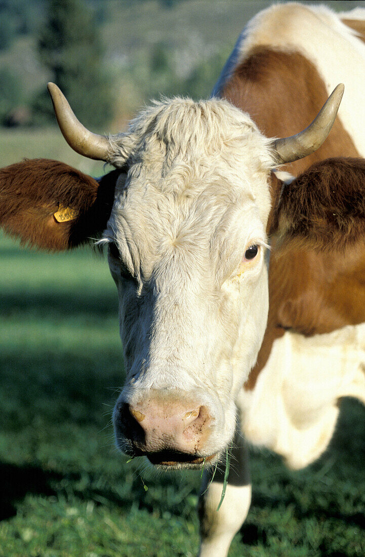 Mr Grandchavin and his Montbéliarde cows and calves. Near Malbuisson by Lake Saint-Point. Doubs. Franche-Comte. France