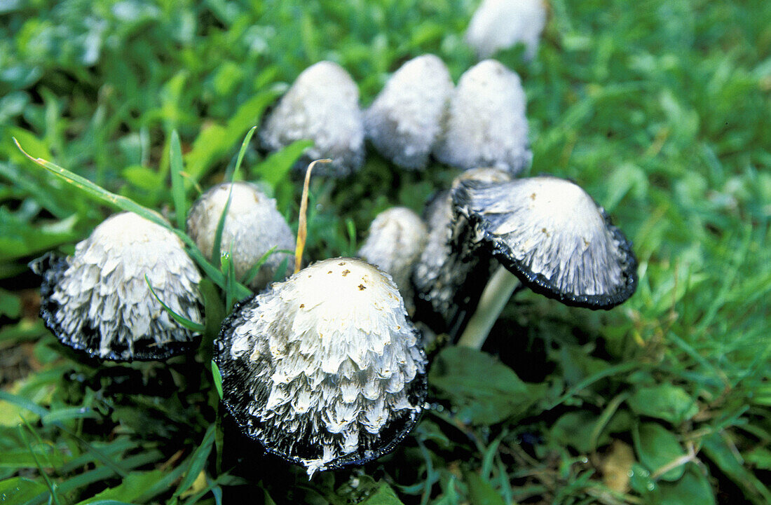 Eatable mushrooms. Doubs. Franche-Comte. France