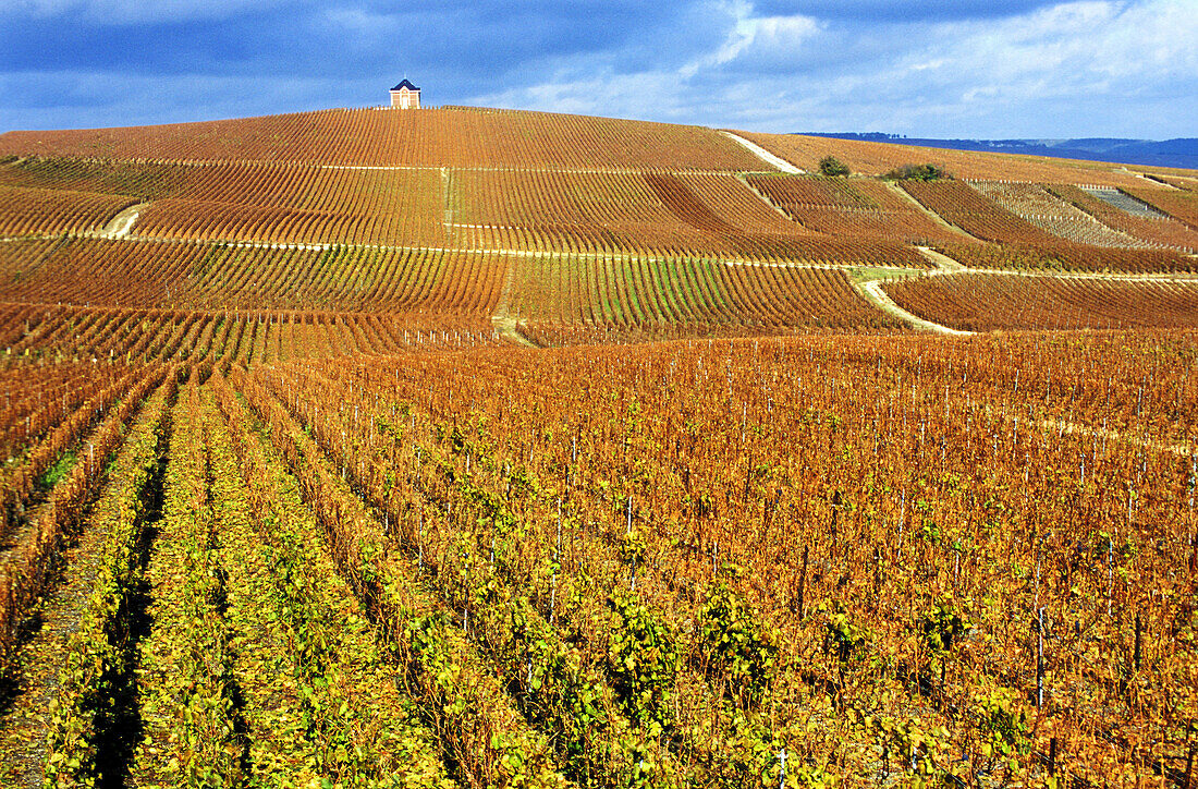 Chardonnay vineyards near Épernay. France