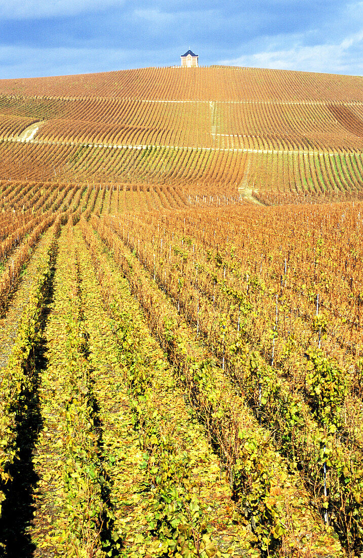 Chardonnay vineyards near Épernay. France