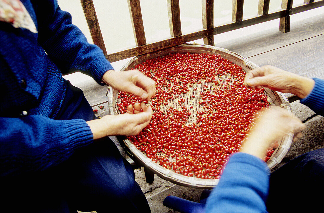 Women sorting red berries along the canal. Wushen, small historic city with many canals. Zhejiang province, China