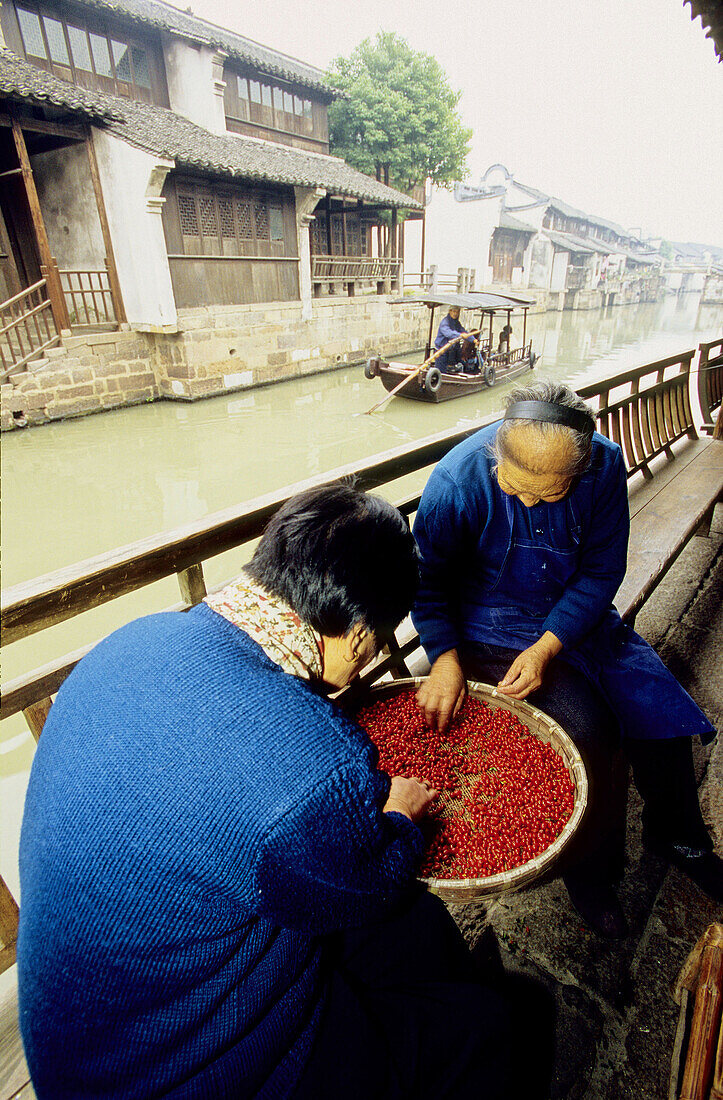Women sorting red berries along the canal.Wushen, small historic city with many canals. Zhejiang province, China