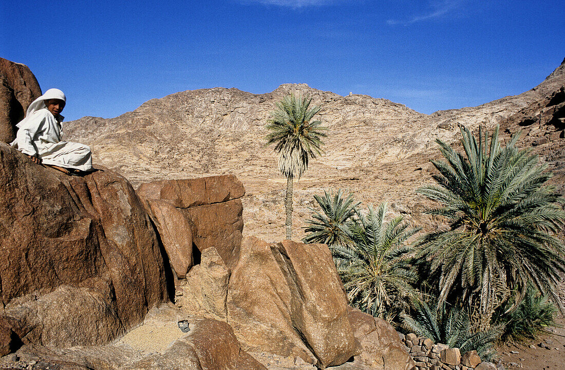 Young Bedouin boy close to palm tree grove among red rocks. Sinai desert, Egypt