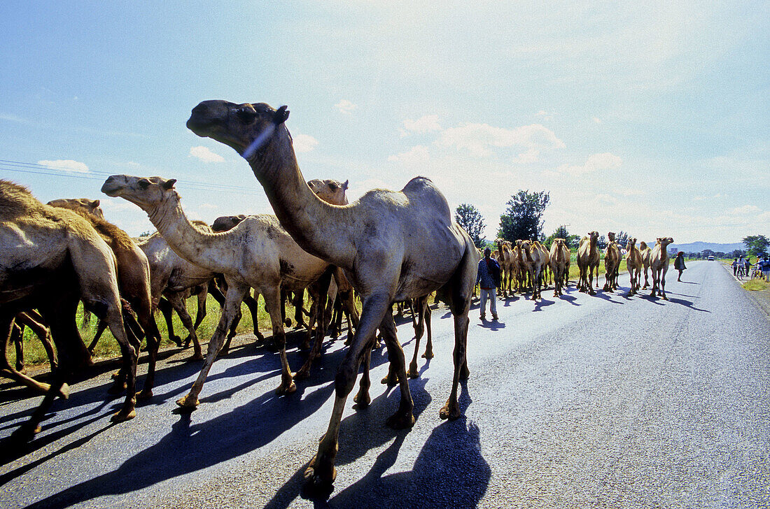 Camels caravan arriving from Somalia and heading to Nairobi for butchery. From Nairobi to Nanyuki by road. Kenya