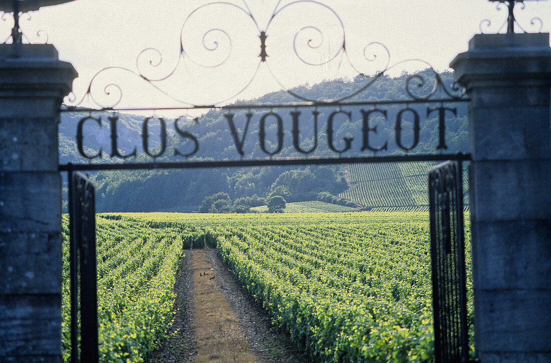 Clos Vougeot castle and vineyards gate. Côte de Nuits. Côte d Or. Burgundy. France.