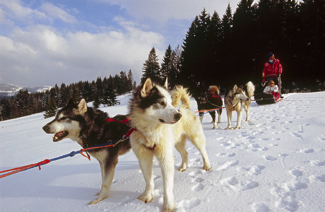 Michel Nicolier husky sleigh dogs. Les Fourgs. Doubs. Franche-Comté. France.