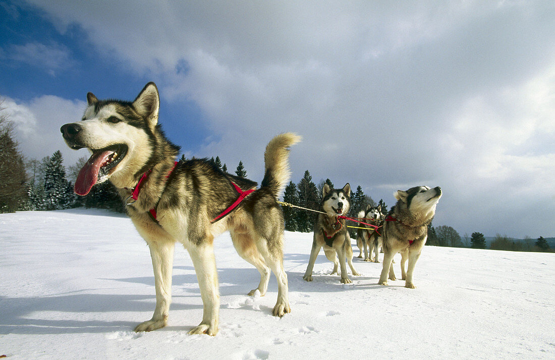 Husky sleigh dogs. Les Fourgs. Doubs. Franche-Comté. France.