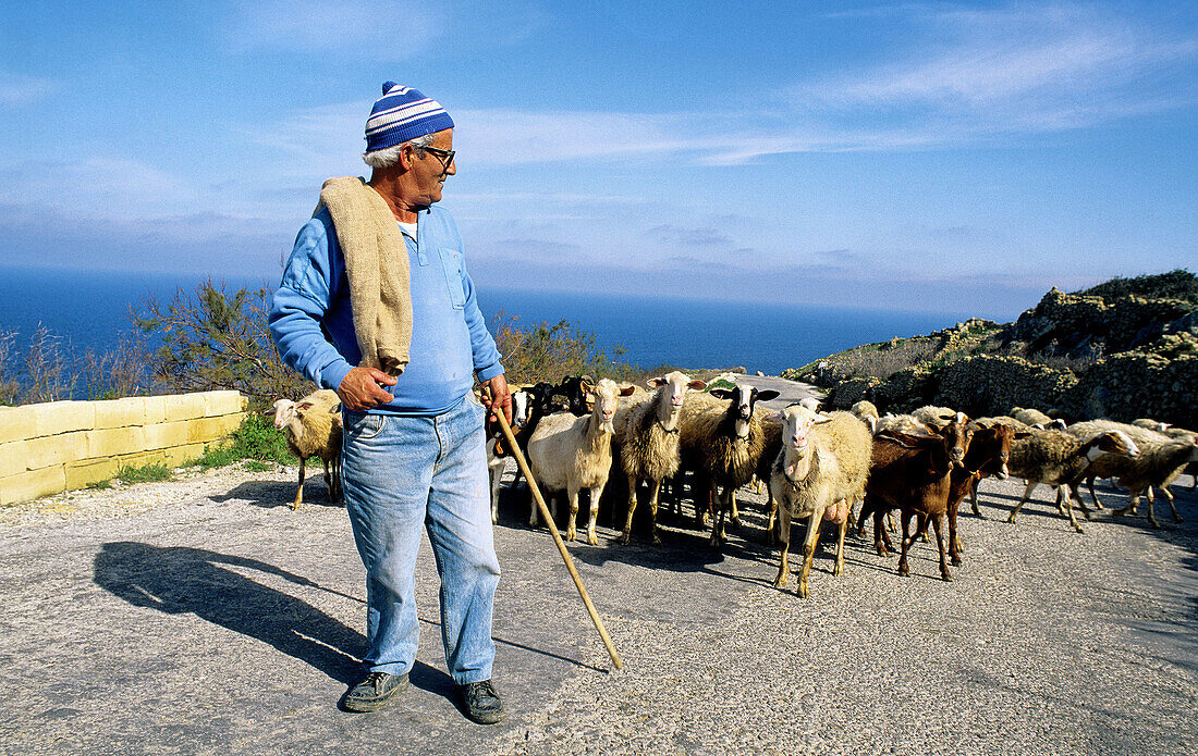 Shepherd and his sheep. Gozo island. Malta.