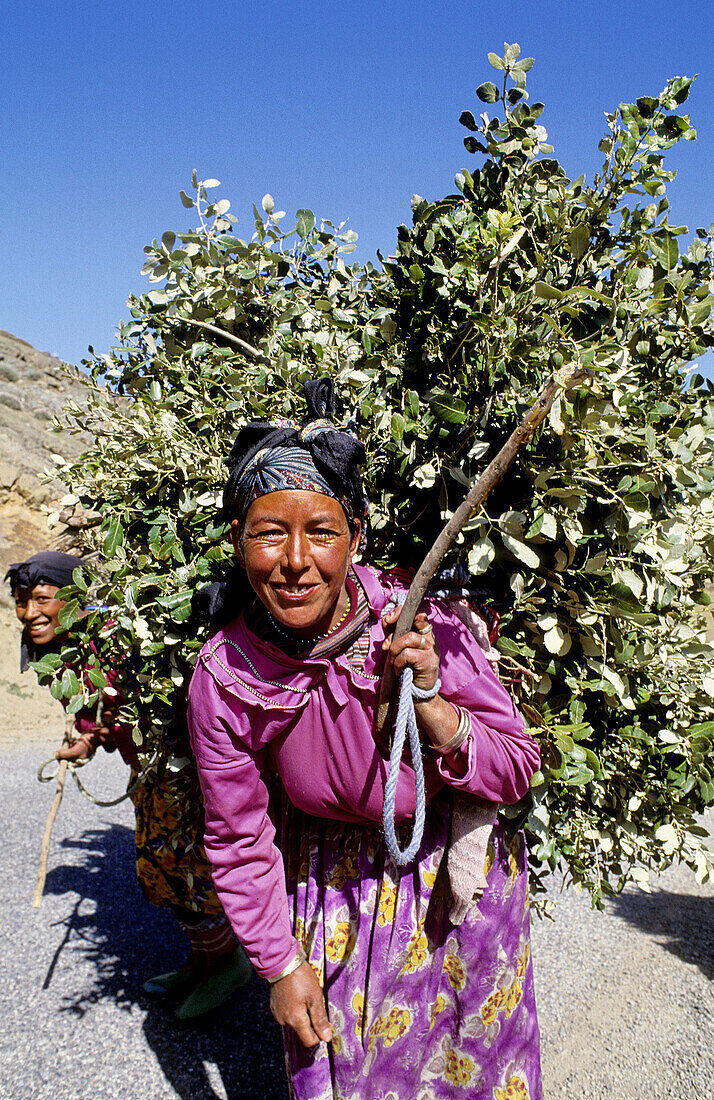 Berber woman fetching dried wood, village in the Atlas mountains. South, Ouarzazate region. Morocco.