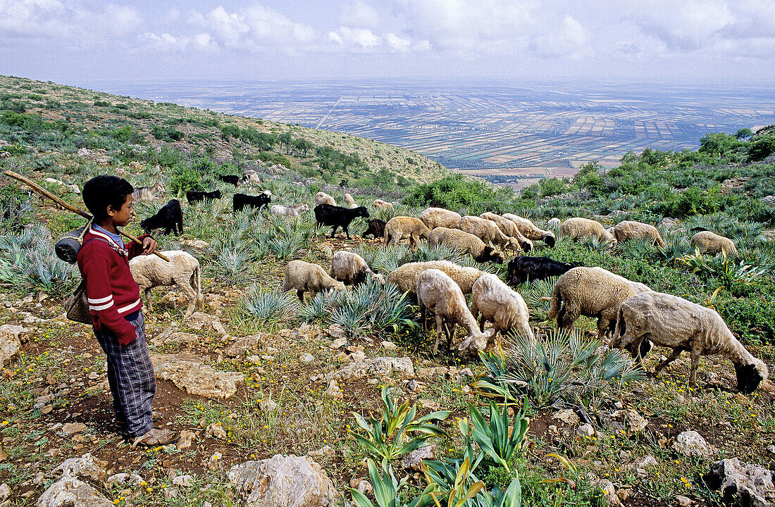Young shepherd herding his sheep. South, Moyen Atlas mountains region. Morocco.