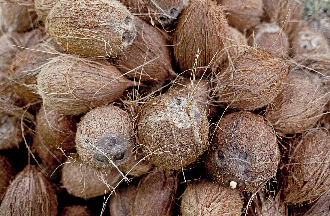 Fruit cocos. Praslin Island. Seychelles