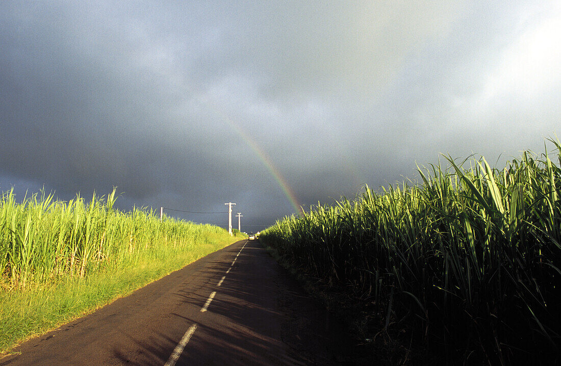 Rainbow among cane fields. Réunion, France