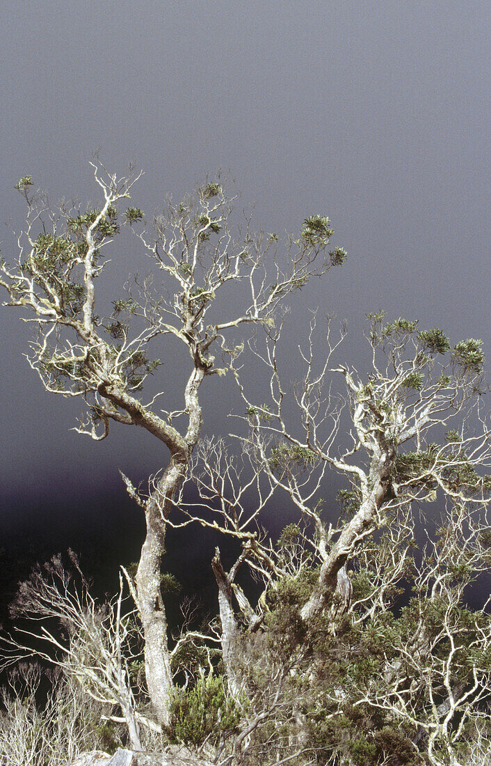 Tamarind tree forest in Cinrque de Mafate. Réunion, France