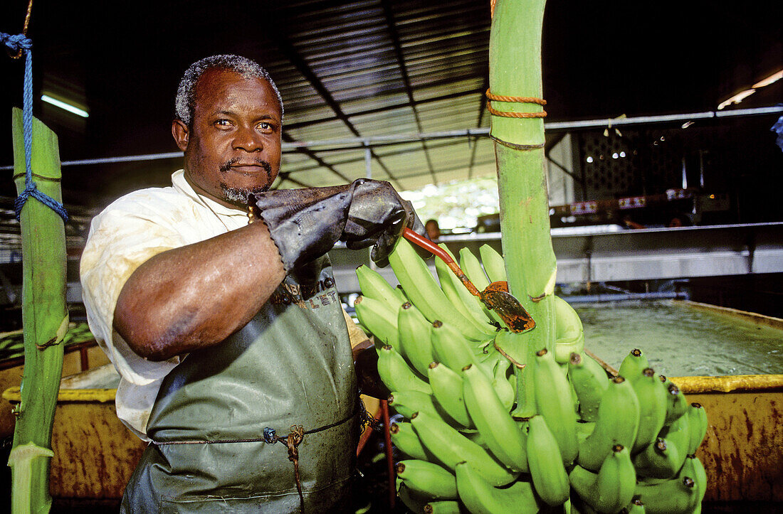 Man handling bananas in a bananas plantation. Martinique island. French antilles (caribbean)