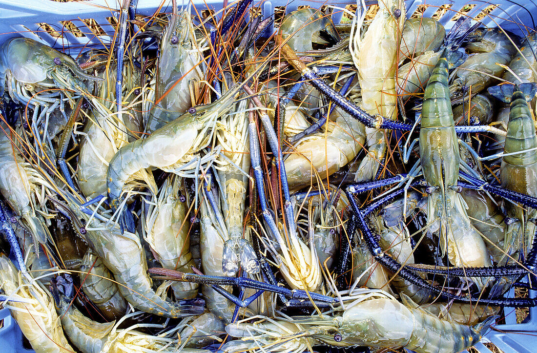 Fresh crawfishes from shrimps farming. Martinique island. French antilles (caribbean)