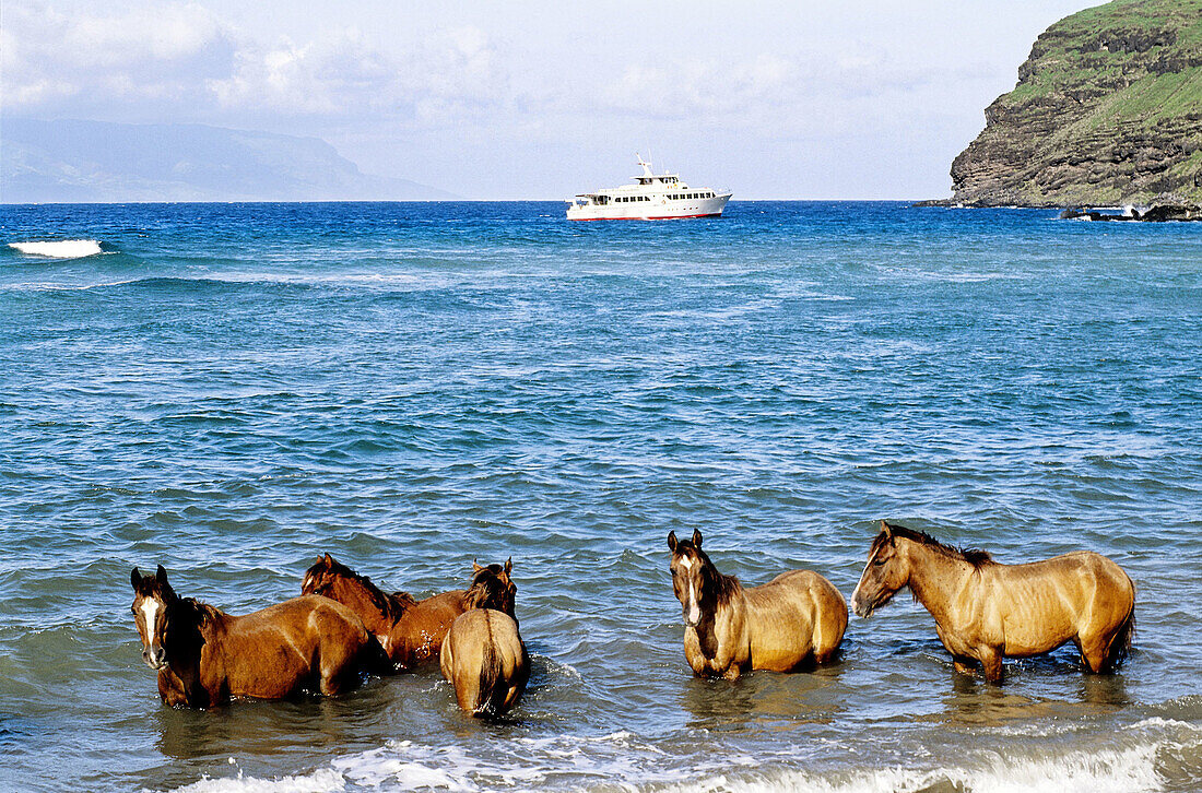 Horses bathing on a hot day. Ua-Uka island. Marquesas archipelago. French Polynesia