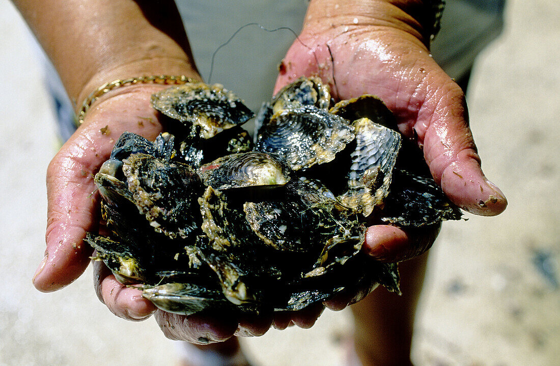 Naissins of oysters ready to be reinstalled in the lagoon. Gauguin s black pearls farm in Rangiroa Atoll . Tuamotus archipelago. French Polynesia