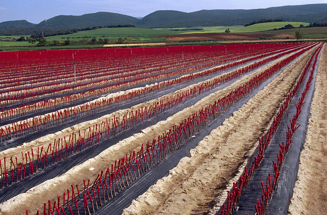 Baumschule für Rebenpfropfreiser, Legaria, Loquiz bei Estella, Navarra, Spanien