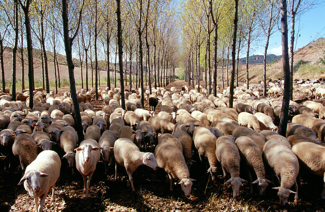 Herde. Navarra. Spanien