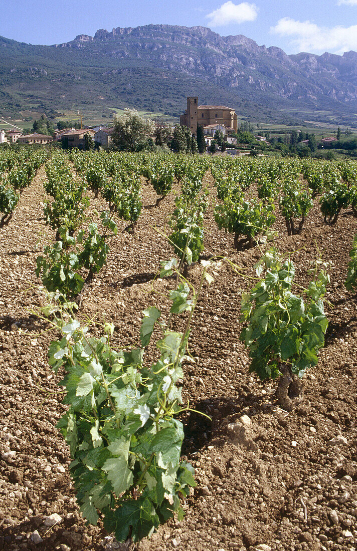 Weinberg. Rioja Alavesa, Provinz Álava. Spanien