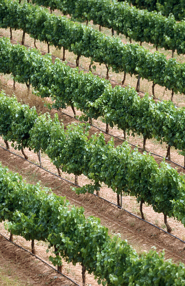 Chardonnay-Weinberg. Navarra. Spanien