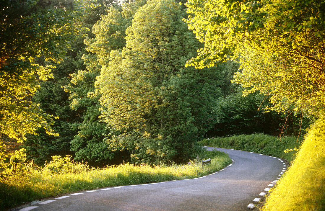 Außen, Baskenland, Europa, Euskadi, Euskal Herria, Farbe, Horizontal, Kurve, Kurven, Land, Landschaft, Landschaften, Landstraße, Landstraßen, Leer, Natur, Niemand, Spanien, straße, straßen, Tageszeit, Verkehrsmittel, Wald, Wälder