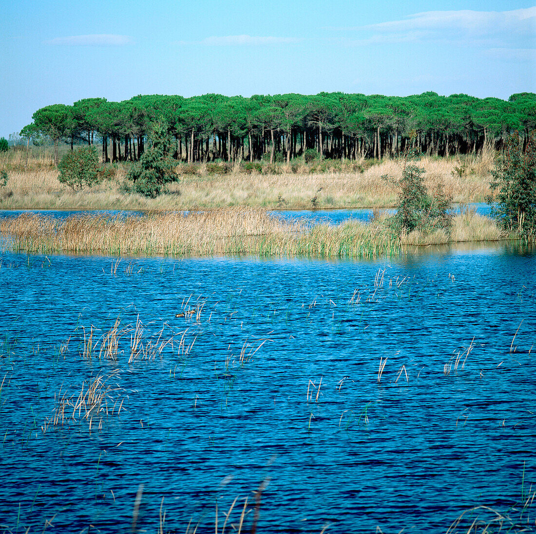 Acebuche Lagoon in Doñana National Park. Huelva province. Andalusia. Spain