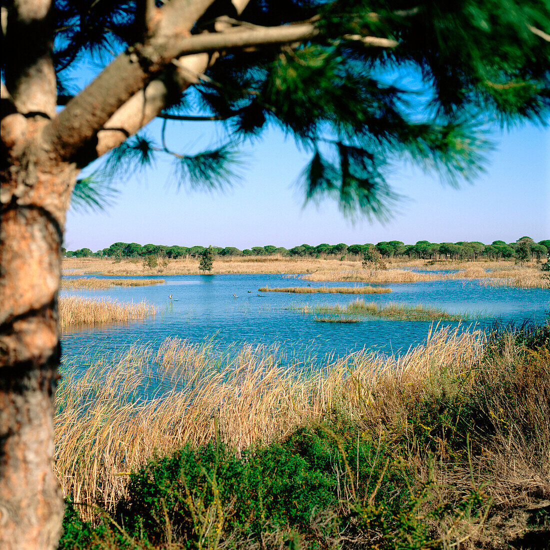 Laguna del Acebuche im Doñana-Nationalpark. Doñana. Provinz Huelva. Andalusien. Spanien