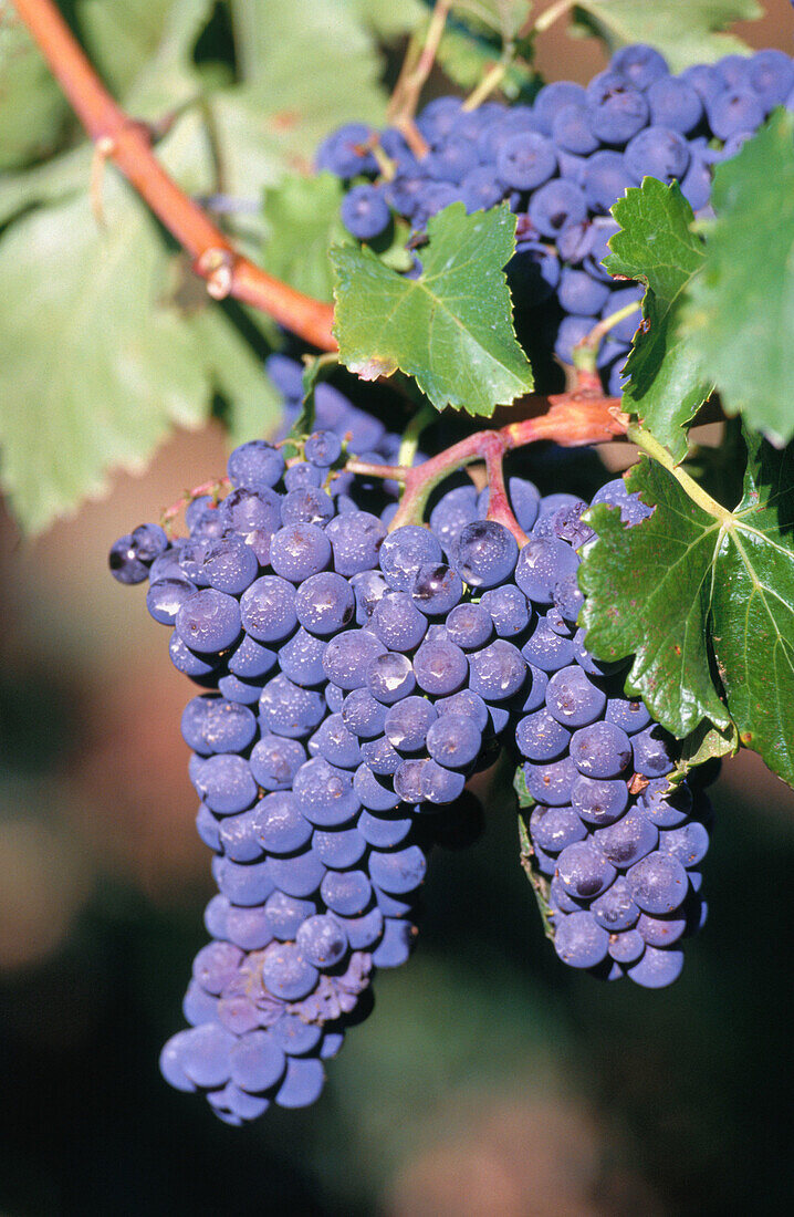 Trauben. Haro. La Rioja. Spanien