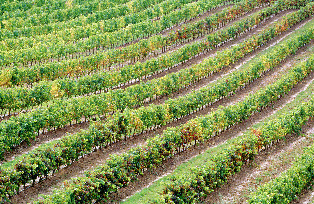 Chardonnay-Weinberge. Villamayor de Monjardín. Navarra. Spanien