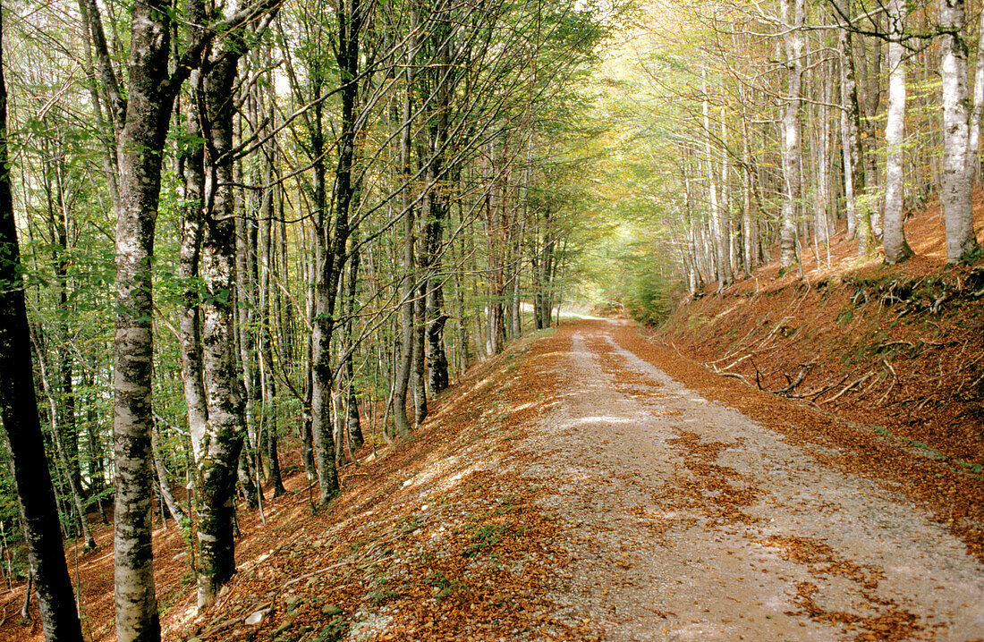 Sierra de Abodi, in der Nähe von Ochagavia. Navarra. Spanien