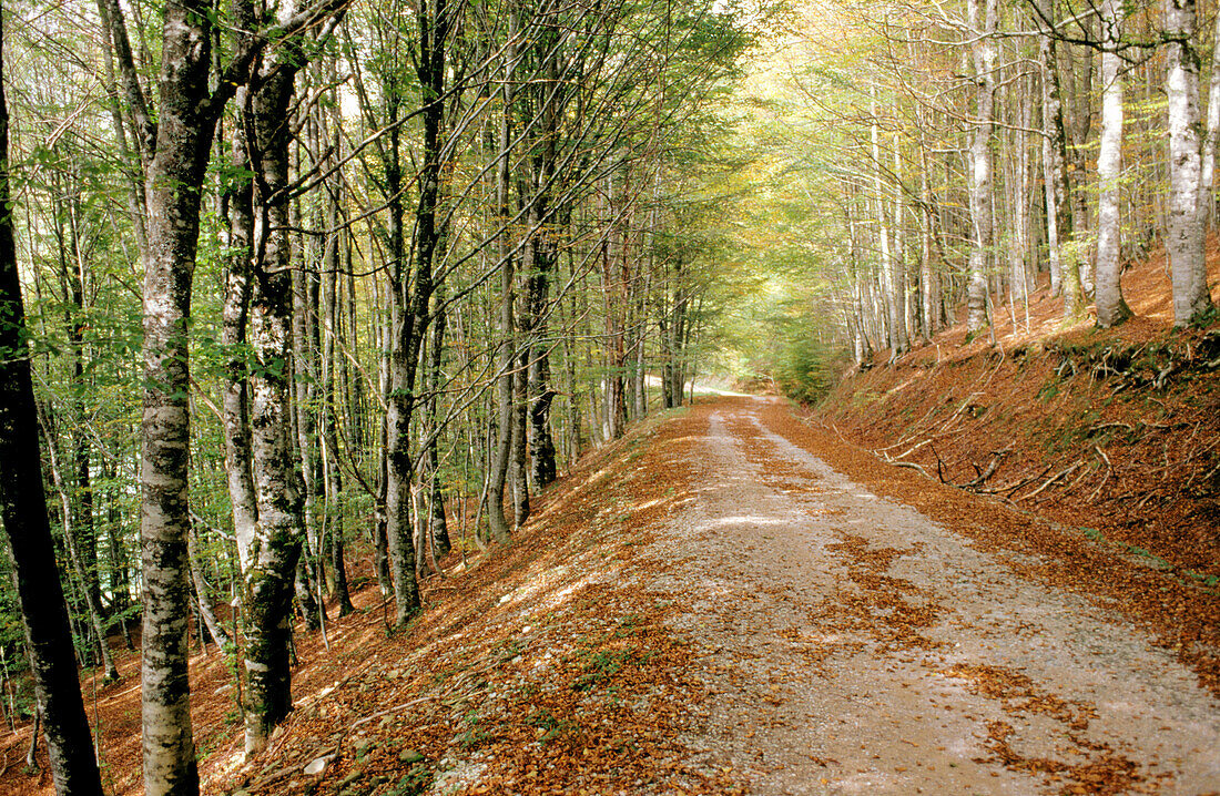 Sierra de Abodi, near Ochagavia. Navarre. Spain