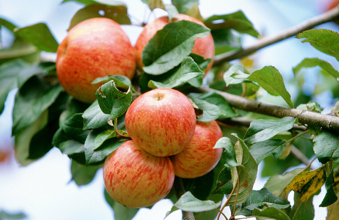 Manzana Reineta (Äpfel). Zerain. Guipúzcoa. Euskadi. Spanien