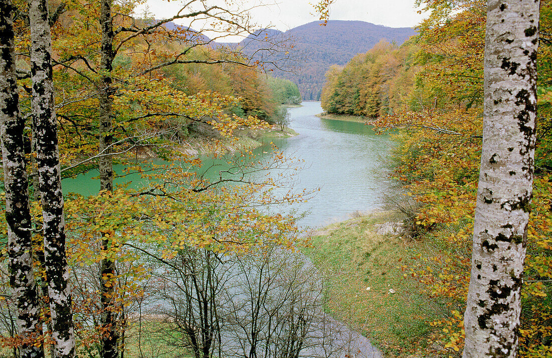 Stausee und Buchen. Irati-Wald. Navarra. Spanien