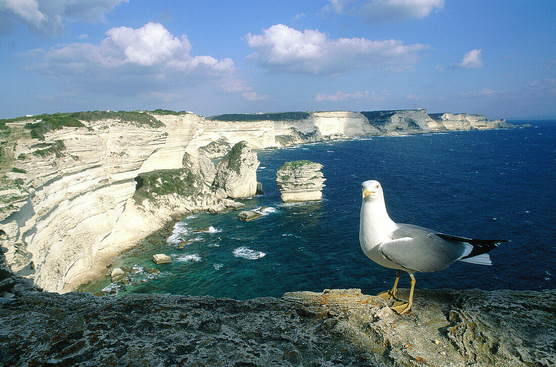 View on the cliffs from the citadel and seagull at fore. Bonifacio, Corsica Island. France