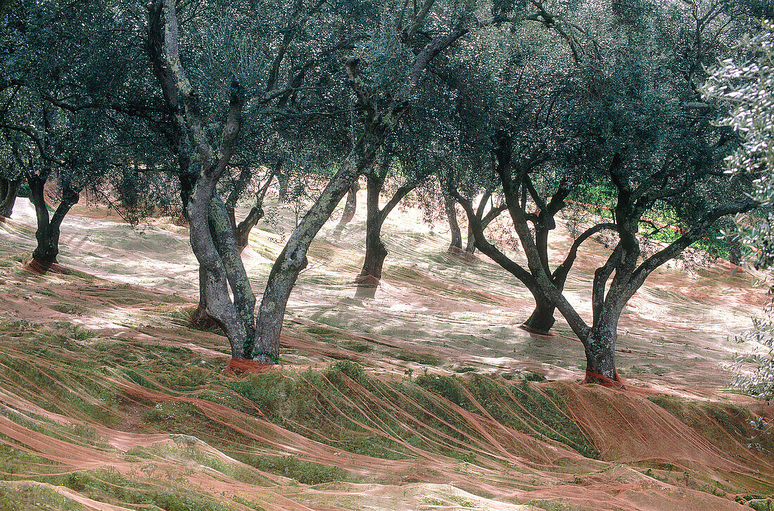 Nets for gathering fallen olives at field. Corsica Island. France