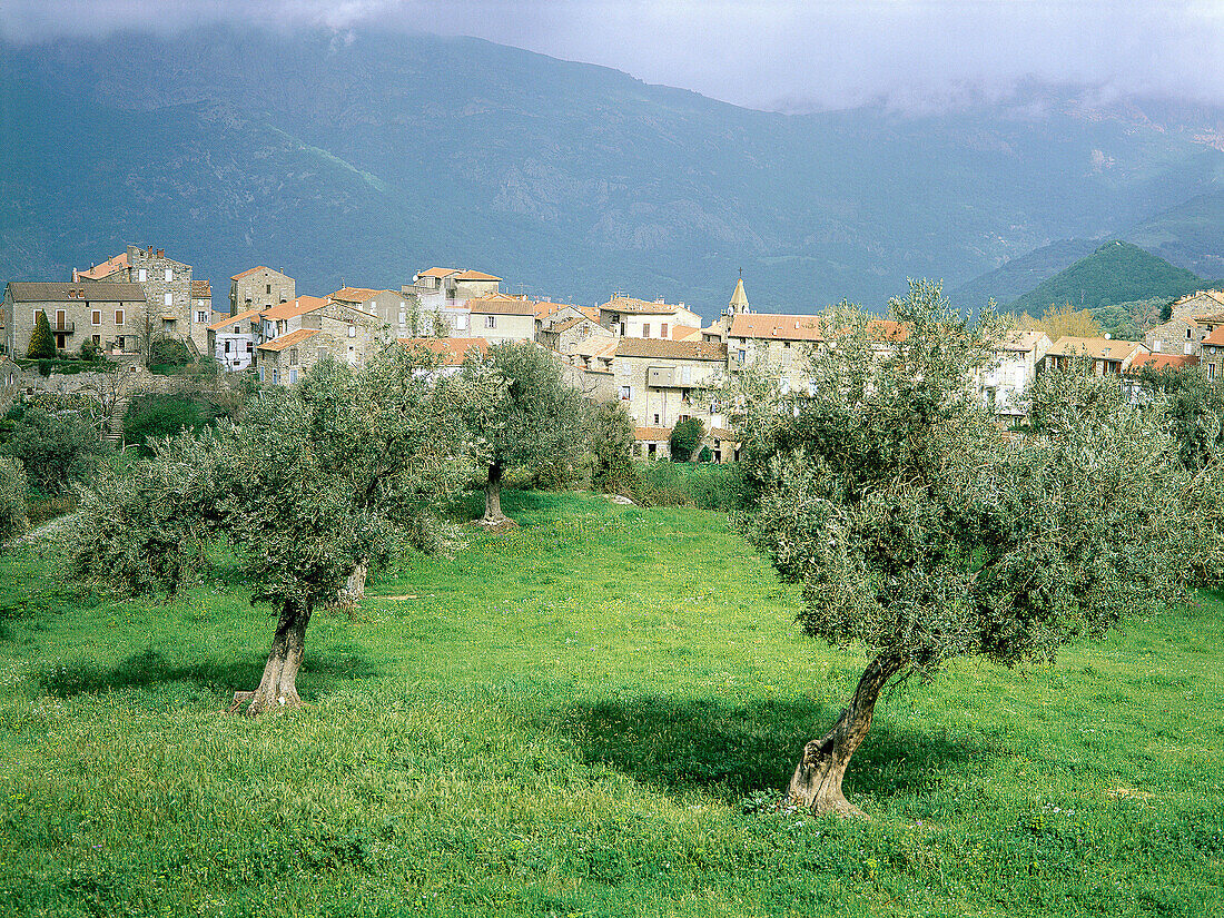 Santa Lucia di Tallà (Sainte Lucie de Tallano). Corsica Island. France