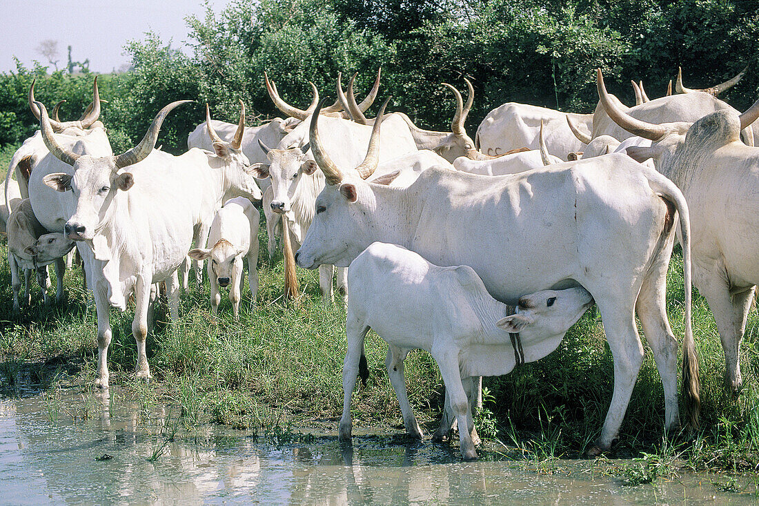 Live stock in Foundiougne. Sine Saloum province. Senegal