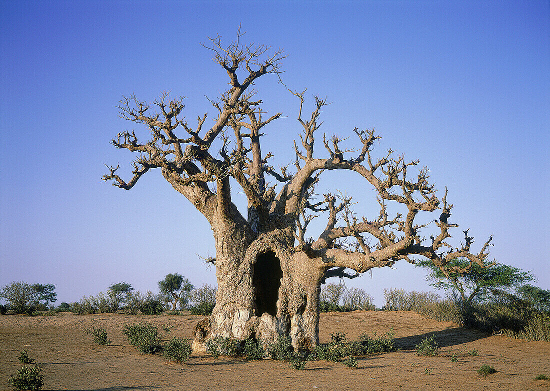 Forest of baobabs (Adansonia digitata) in Bandia. Tree revered by local animists and used to bury dead people. Cap Vert. Senegal