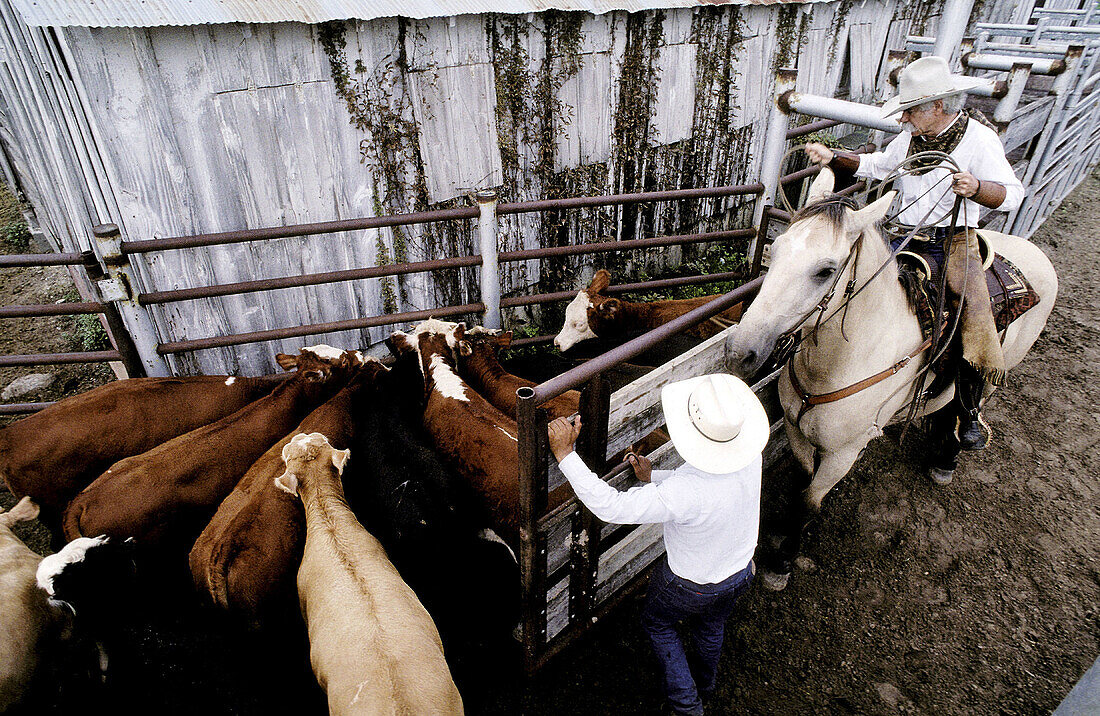 Cowboy taking care of his calves. Fort Worth. Texas. USA
